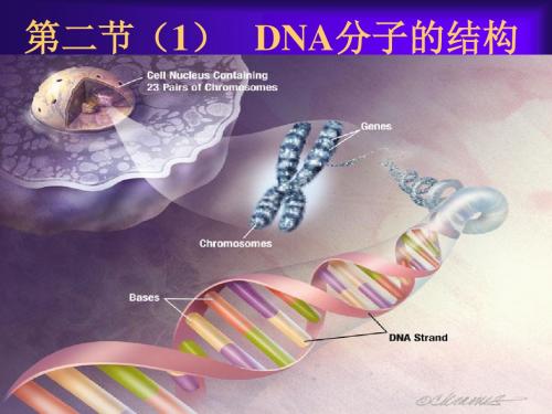 DNA分子的结构 课件1