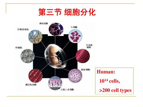 第八章 之 细胞分化