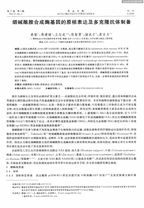 烟碱酰胺合成酶基因的原核表达及多克隆抗体制备