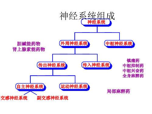 人教版初中生物七年级下册 第四单元 生物圈中的人 第六章 第4单元《神经系统的组成》课件