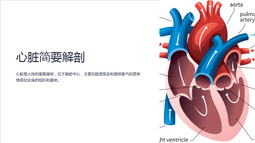 心脏简要解剖