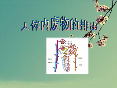 济南版七年级生物下册第四章《人体内废物的排出》复习课件.ppt