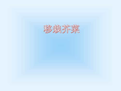 四年级综合实践活动课件-移栽芥菜 全国通用(共12张PPT)