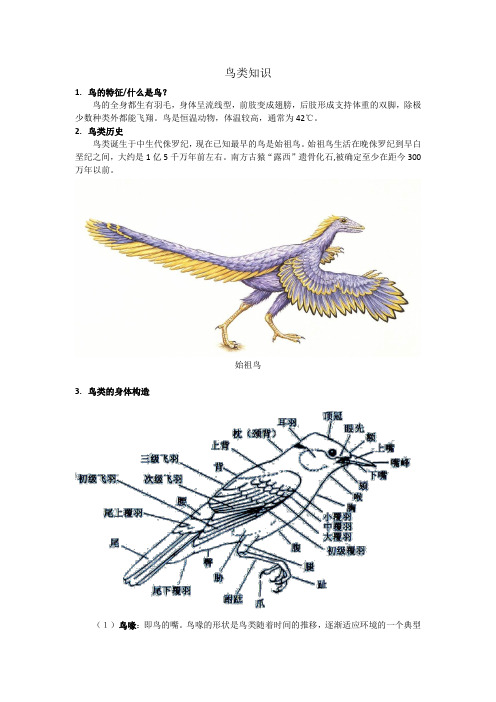 鸟类知识