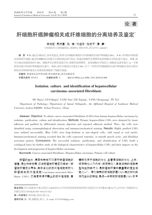 肝细胞肝癌肿瘤相关成纤维细胞的分离培养及鉴定