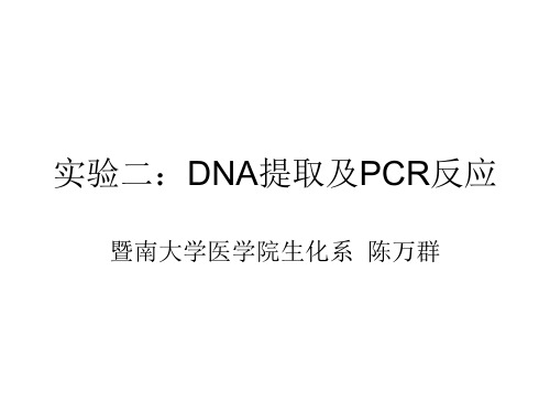 DNA提取及PCR