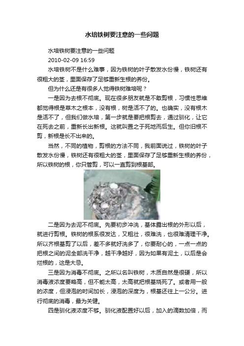 水培铁树要注意的一些问题