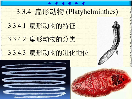 第七章扁形动物门