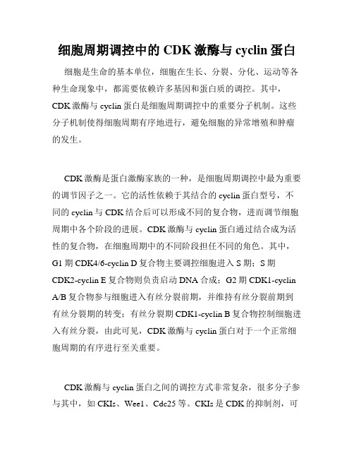 细胞周期调控中的CDK激酶与cyclin蛋白