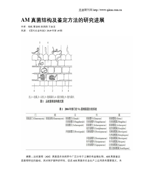 AM真菌结构及鉴定方法的研究进展