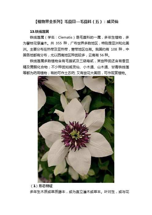 【植物界全系列】毛茛目—毛茛科（五）：威灵仙