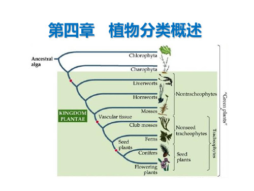 植物分类概述精品PPT课件