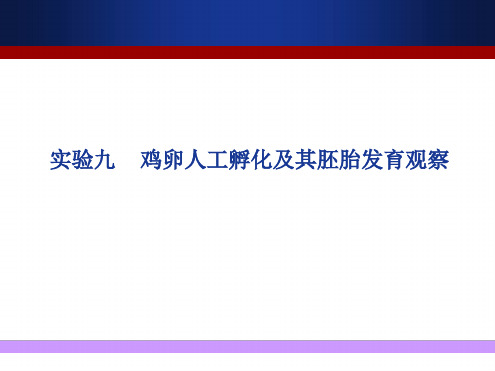 实验 鸡卵人工孵化及其胚胎发育观察讲解