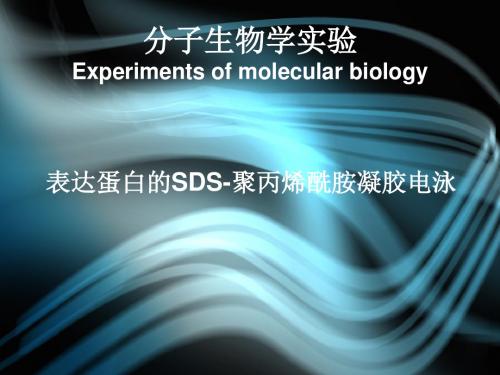 实验八 表达蛋白的SDS-聚丙烯酰胺凝胶电泳