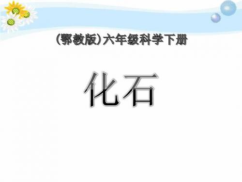 《化石》PPT课件2 (共26张PPT)