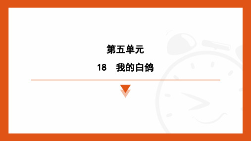 第18课《我的白鸽》习题课件-统编版语文七年级上册(2024) (1)