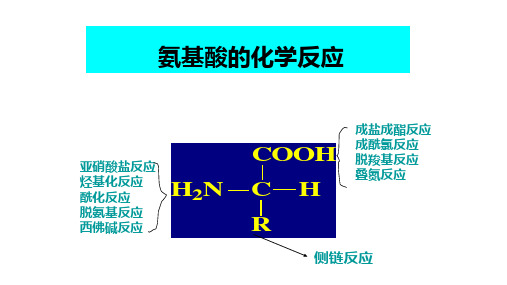 氨基酸的化学反应