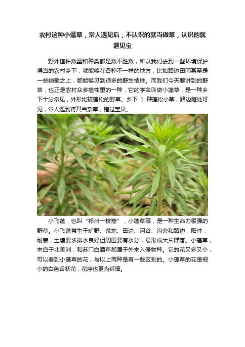 农村这种小蓬草，常人遇见后，不认识的就当做草，认识的就遇见宝