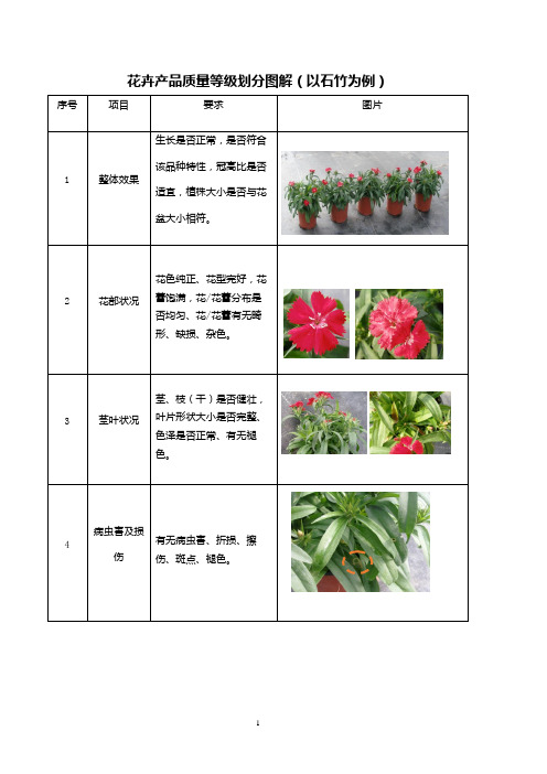 花卉产品质量等级划分图解(以石竹为例)