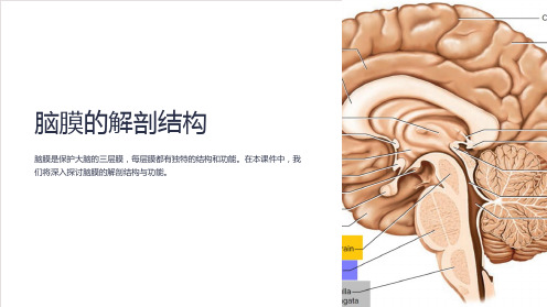 《脑膜的解剖结构》课件