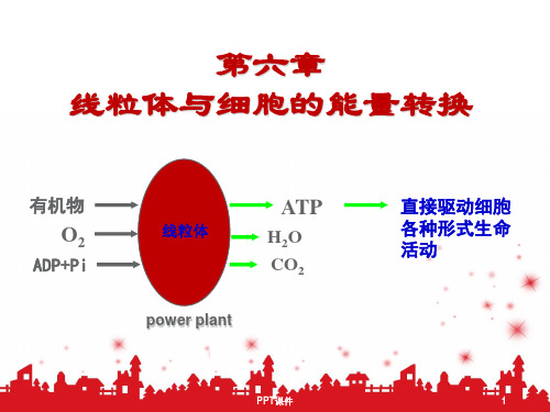 线粒体与细胞的能量转换  ppt课件