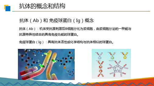 免疫基础—抗体(生物制品技术课件)