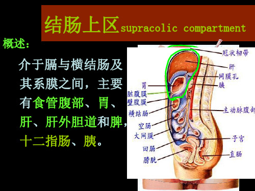 局部解剖学-腹部结肠上区PPT资料