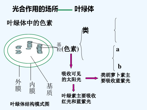 光与光合作用-PPT