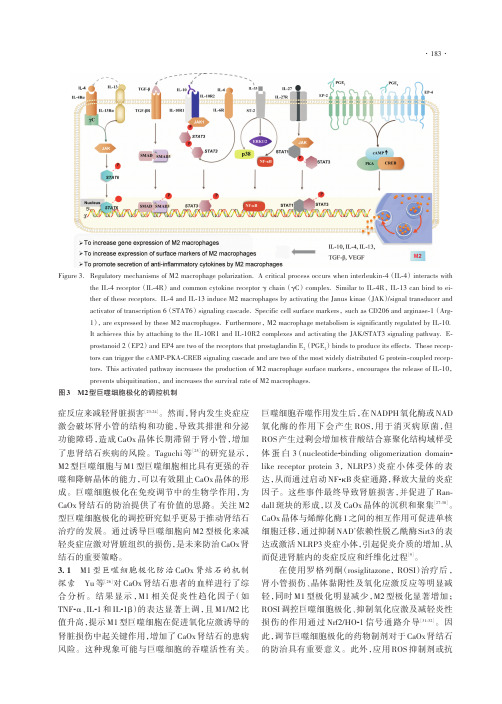 巨噬细胞极化在草酸钙肾结石形成中作用及其影响因素的研究进展