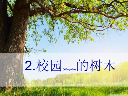 三年级科学上册 1.2《校园的树木》课件(1)
