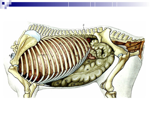 畜禽解剖学-内脏概论