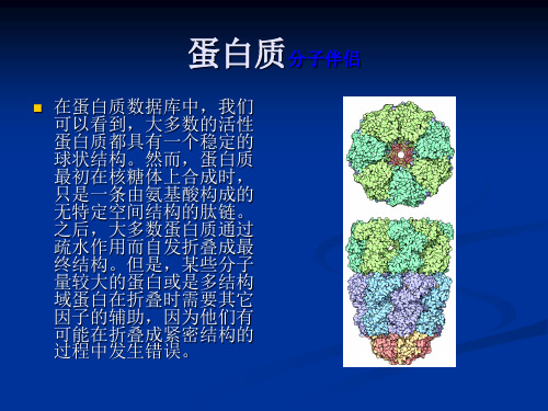 蛋白质结构及分子伴侣