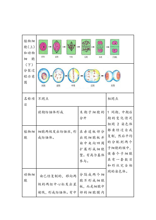 植物细胞和动物细胞分裂示意图