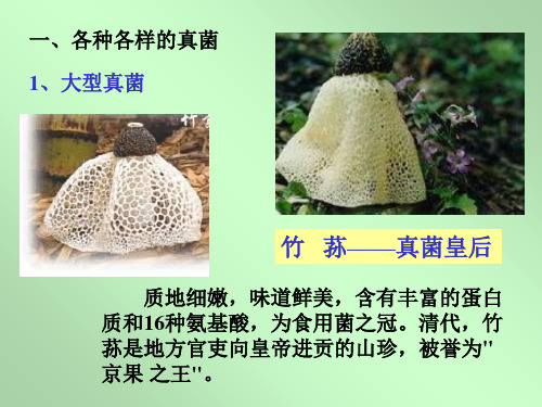 八年级生物上-第5单元第4章-第三节-真菌1-ppt课件人教版