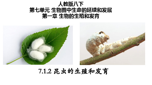 7.1.2昆虫的生殖和发育-八年级生物下册课件(人教版)