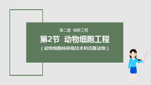 2-2-3动物体细胞核移植技术和克隆动物(教学课件)—— 高中生物人教版(2019)选择性必修3