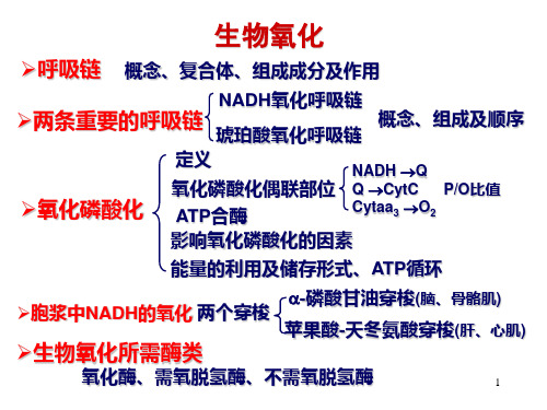 第七版 生物化学(要点)