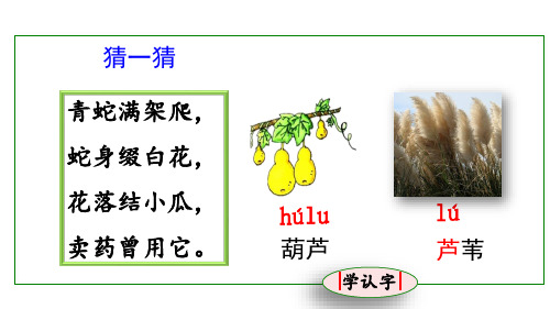 14 《我要的是葫芦》课件  2024-2025学年部编版语文 二年级上册