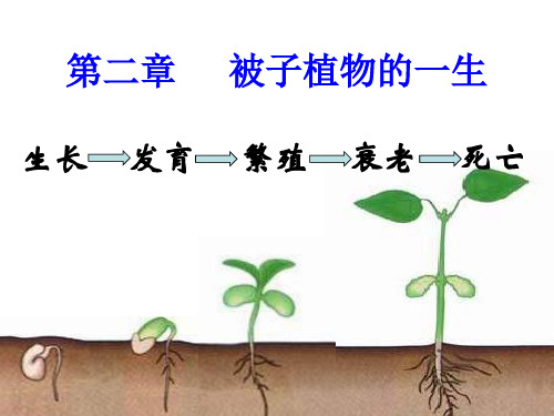 鲁科版生物六年级下册3.2.1《种子的萌发》课件3 (共16张PPT)