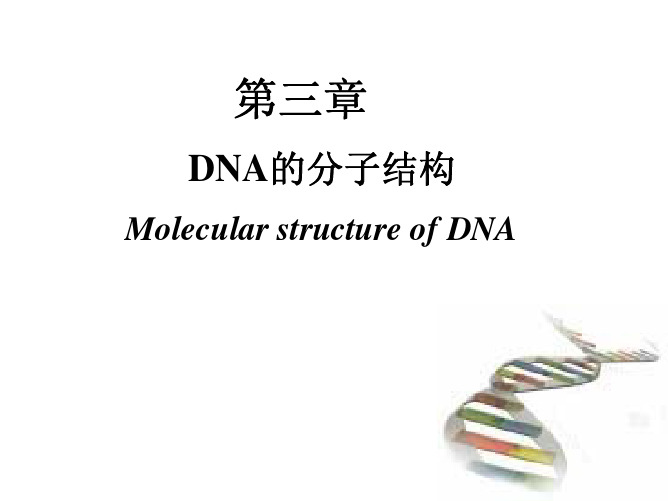 第三章 DNA的分子结构及性质