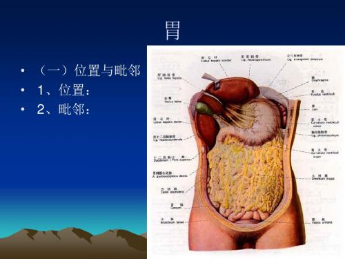 2018年局部解剖学 - 结肠上区、下区-精选资料