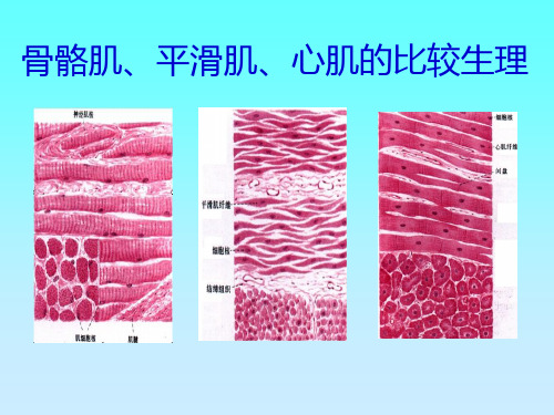 骨骼肌、平滑肌、心肌的比较生理