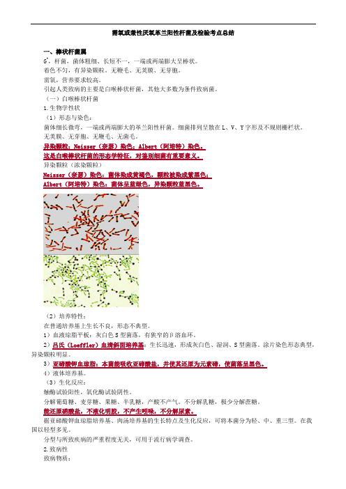 需氧或兼性厌氧革兰阳性杆菌及检验考点总结