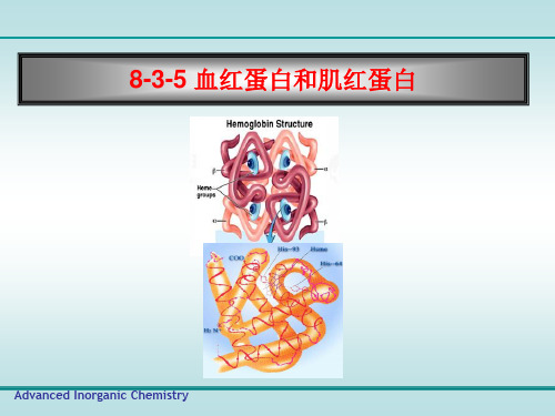 高等无机化学---血红蛋白和肌红蛋白