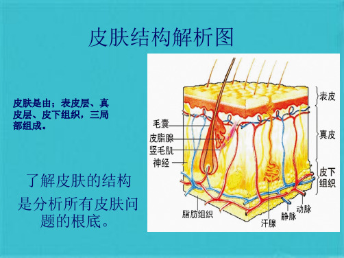 皮肤结构解析ppt(共20张PPT)