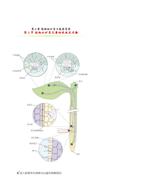 第三节 植物对矿质元素的吸收及运输