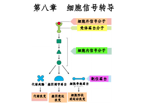 细胞生物学PPT第八章_细胞信号转导PPT课件