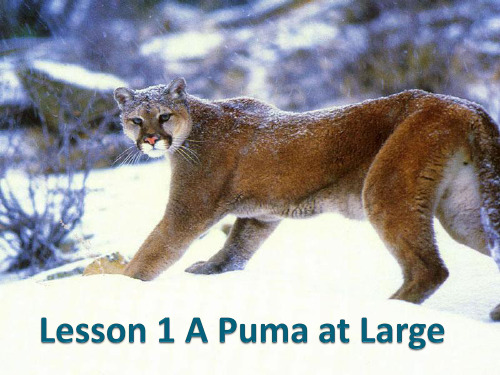 新概念英语第三册Lesson-1Puma-at-Large