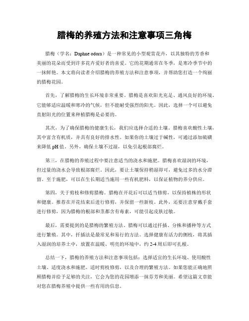 腊梅的养殖方法和注意事项三角梅