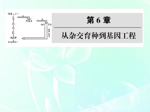 【状元之路】2012届高中生物第一轮复习 第1、2节杂交育种与诱变育种、基因工程及其应用课件